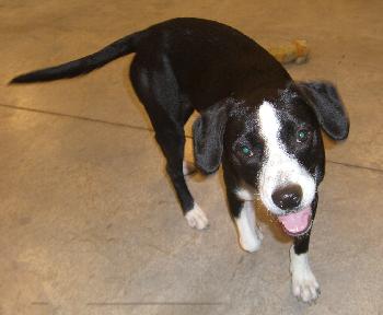 Scout the Mellow Family Dog