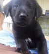 Akira the Shepherd Puppy