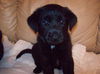 Derry the Shepherd Puppy