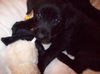 Derry the Shepherd Puppy