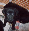 Rinnie the Shepherd Puppy