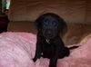 Rinnie the Shepherd Puppy