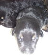 Sally the Shepherd Puppy