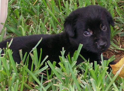 Sally the Shepherd Puppy