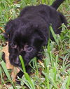 Sally the Shepherd Puppy