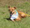 Roxie