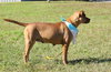 Roxie