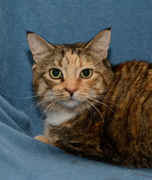 Tippy Toes The De-clawed Senior
