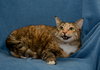 Tippy Toes The De-clawed Senior
