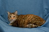 Tippy Toes The De-clawed Senior