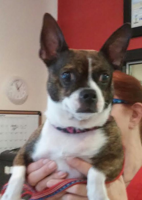 Lexi the Boston Terrier