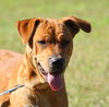 Payton the Shar Pei