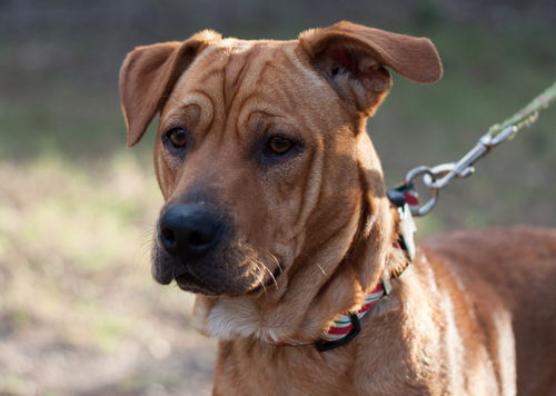 Payton the Shar Pei