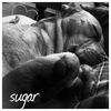 Payton the Shar Pei