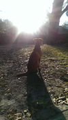 Payton the Shar Pei