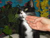 Tux ~ Oh So Mellow