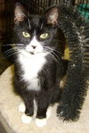 Tux ~ Oh So Mellow