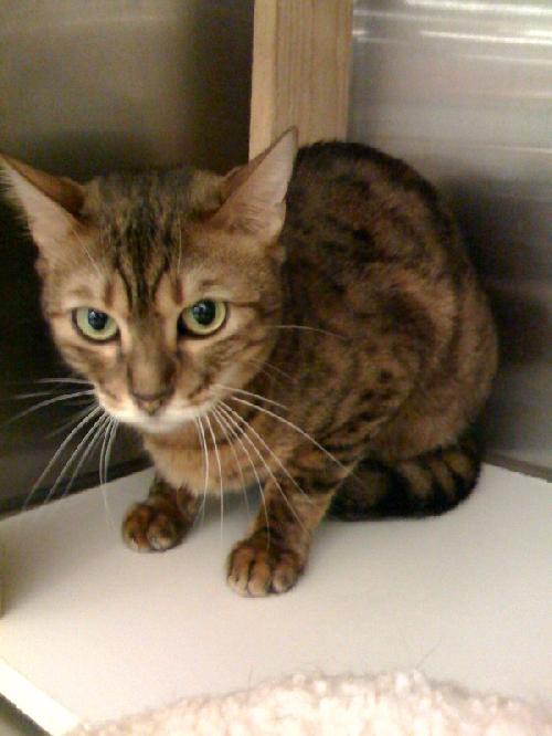 Redd the Bengal