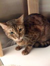 Redd the Bengal