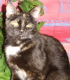 Linzy the Tortoiseshell