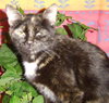 Linzy the Tortoiseshell