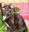 Linzy the Tortoiseshell