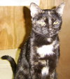Linzy the Tortoiseshell