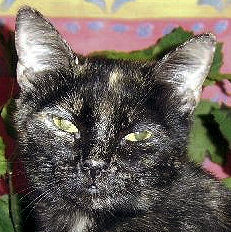 Linzy the Tortoiseshell
