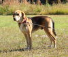 Bear the Treeing Walker Coonhound