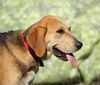 Bear the Treeing Walker Coonhound