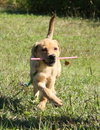 Sheba