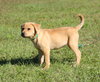 Sheba