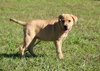 Sheba