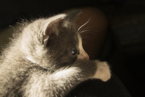 Tiny Dancer the Kitten