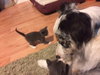 Tiny Dancer the Kitten