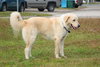 Princess the Golden Girl