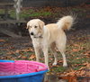 Princess the Golden Girl