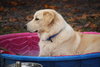 Princess the Golden Girl