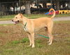 Max the Mighty Lab