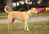 Max the Mighty Lab