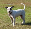 Ghost the Sweet Boy