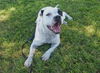 Ghost the Sweet Boy
