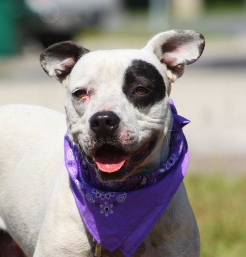 Ghost the Sweet Boy