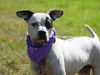 Ghost the Sweet Boy