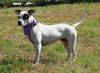 Ghost the Sweet Boy
