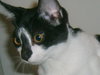 Jasmine the Kitten
