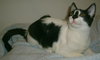Jasmine the Kitten