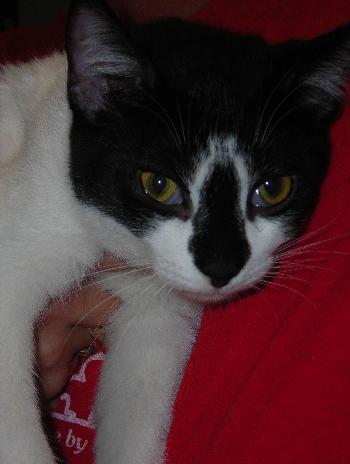 Jasmine the Kitten