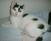 Domino the Kitten