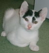 Domino the Kitten